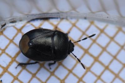 <i>Legnotus limbosus</i>