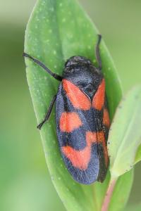 <i>Cercopis vulnerata</i>