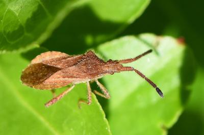 <i>Coriomeris denticulatus</i>