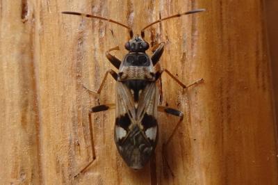 <i>Beosus maritimus</i>