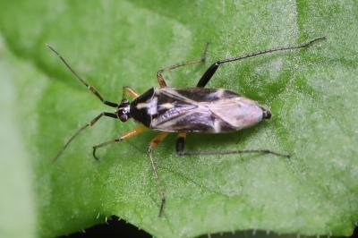 <i>Harpocera thoracica</i>