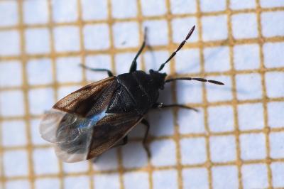 <i>Drymus sylvaticus</i>