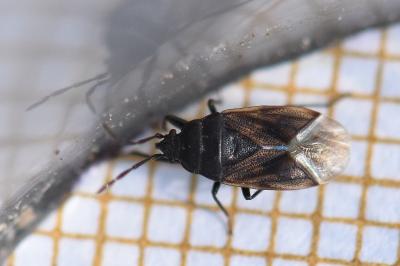 <i>Drymus sylvaticus</i>