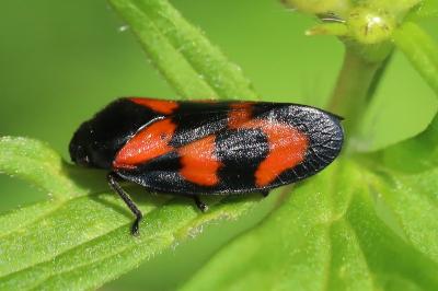 <i>Cercopis vulnerata</i>
