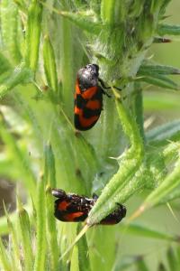 <i>Cercopis vulnerata</i>