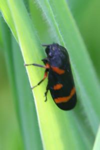 <i>Cercopis intermedia</i>