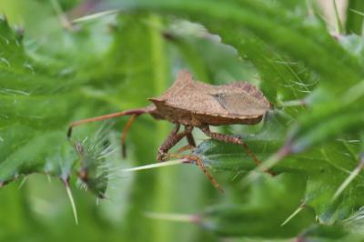 <i>Coreus marginatus</i>