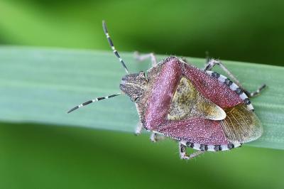 <i>Dolycoris baccarum</i>