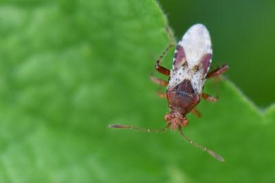 <i>Rhopalus subrufus</i>