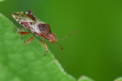 <i>Rhopalus subrufus</i>