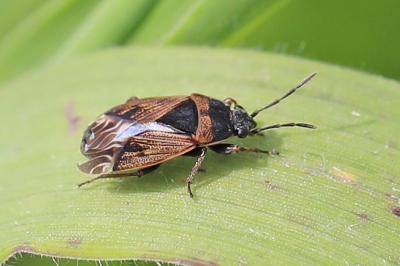 <i>Trapezonotus dispar</i>