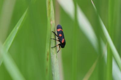 <i>Cercopis intermedia</i>