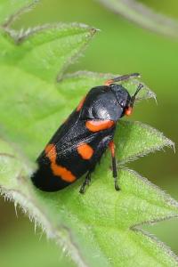 <i>Cercopis intermedia</i>