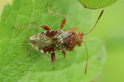 <i>Rhopalus subrufus</i>