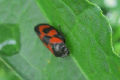 <i>Cercopis vulnerata</i>