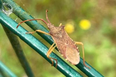 <i>Gonocerus acuteangulatus</i>