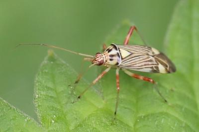<i>Rhabdomiris striatellus</i>