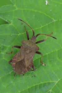 <i>Coreus marginatus</i>