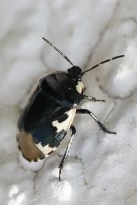<i>Tritomegas bicolor</i>
