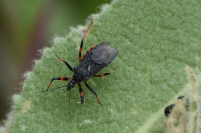 <i>Rhynocoris annulatus</i>
