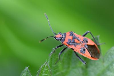 <i>Corizus hyoscyami</i>