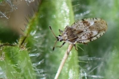 <i>Tingis cardui</i>
