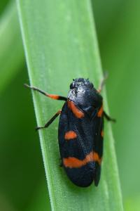 <i>Cercopis intermedia</i>