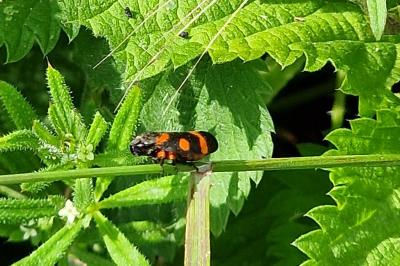 <i>Cercopis intermedia</i>