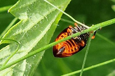 <i>Cercopis intermedia</i>