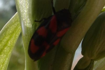 <i>Cercopis vulnerata</i>