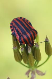 <i>Graphosoma italicum</i>