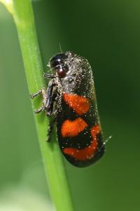 <i>Cercopis vulnerata</i>