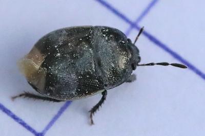 <i>Legnotus limbosus</i>