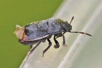 <i>Legnotus limbosus</i>