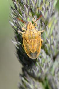 <i>Aelia acuminata</i>