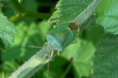 <i>Palomena prasina</i>