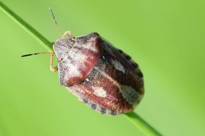 <i>Eurygaster testudinaria</i>