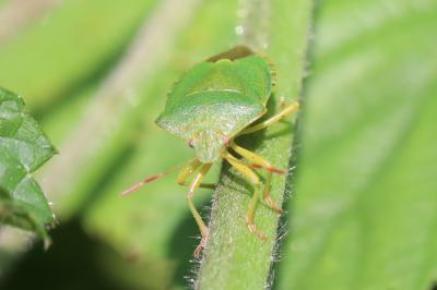 <i>Palomena prasina</i>
