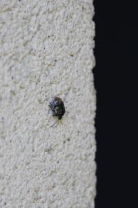 <i>Tritomegas bicolor</i>
