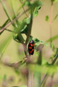 <i>Cercopis</i>