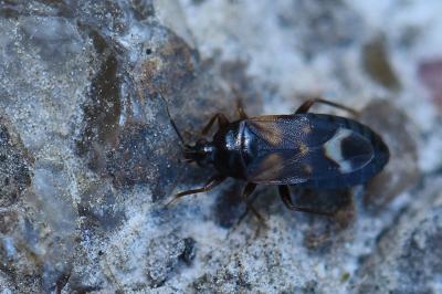 <i>Lyctocoris dimidiatus</i>