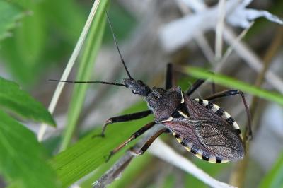 <i>Rhynocoris erythropus</i>
