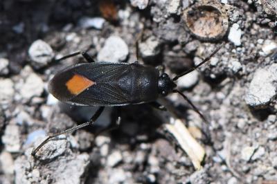 <i>Aphanus rolandri</i>