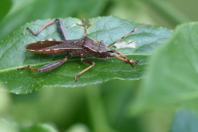 Camptopus lateralis