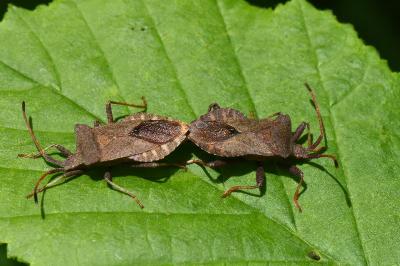 <i>Coreus marginatus</i>