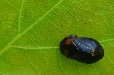 <i>Penthimia nigra</i>