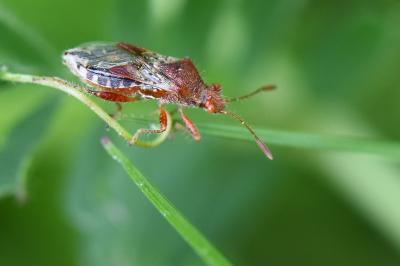 <i>Rhopalus subrufus</i>