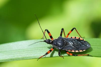 <i>Rhynocoris annulatus</i>