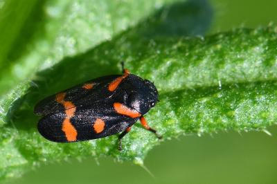 <i>Cercopis intermedia</i>
