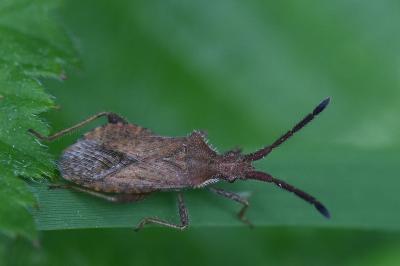 <i>Coriomeris denticulatus</i>